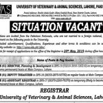 University Of Veterinary And Animal Sciences UVAS Jobs 30 Apr 2019