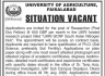 University of Agriculture Jobs 01 July 2020