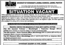 Jobs in University of Veterinary and Animal Sciences UVAS in Lahore & Pattoki 2021