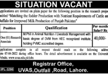 Jobs in University of Veterinary & Animal Science UVAS