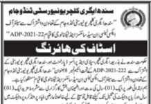 Sindh Agriculture University Jobs 2022
